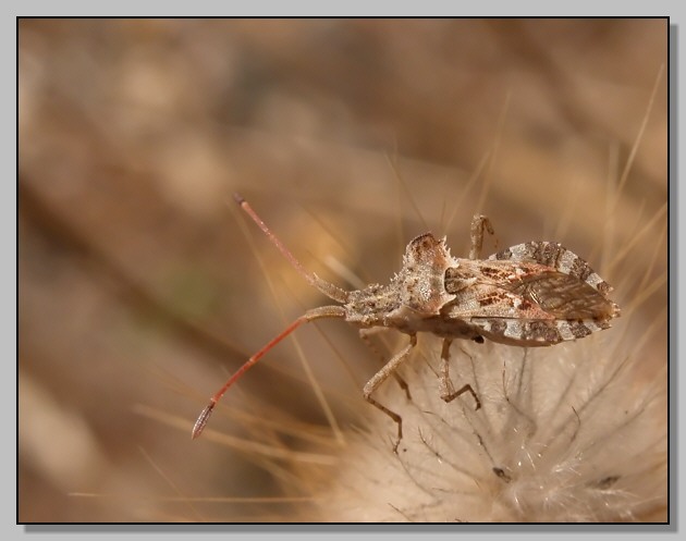 Centrocoris spiniger : la giungla in miniatura